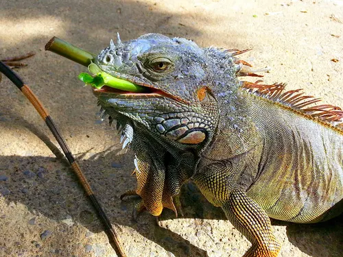 Sloth, Monkey & Iguana Encounter