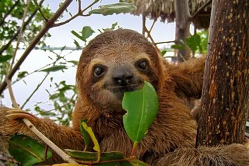 Sloth & Monkey Park Adventure